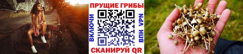 это наркотические препараты Билибино Галлюциногенные грибы Magic Shrooms